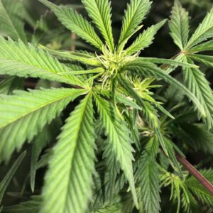 Female Cannabis Flower
