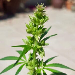 Male Cannabis Flowers