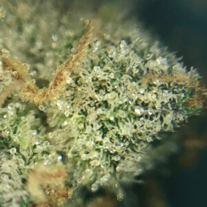 Trichomes of Female Cannabis Flower