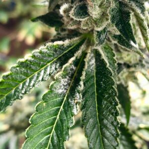 Powdery Mildew growing on flowering cannabis.