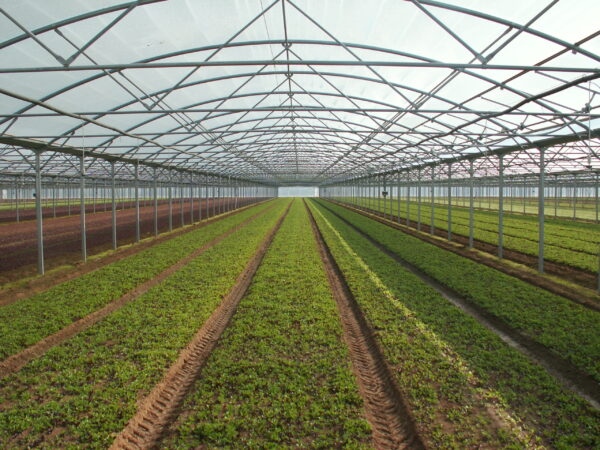 Greenhouse Plastic Film