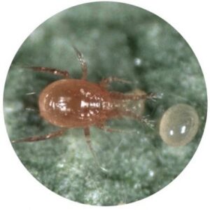 Phytoseiulis Persimilis Predatory Mites