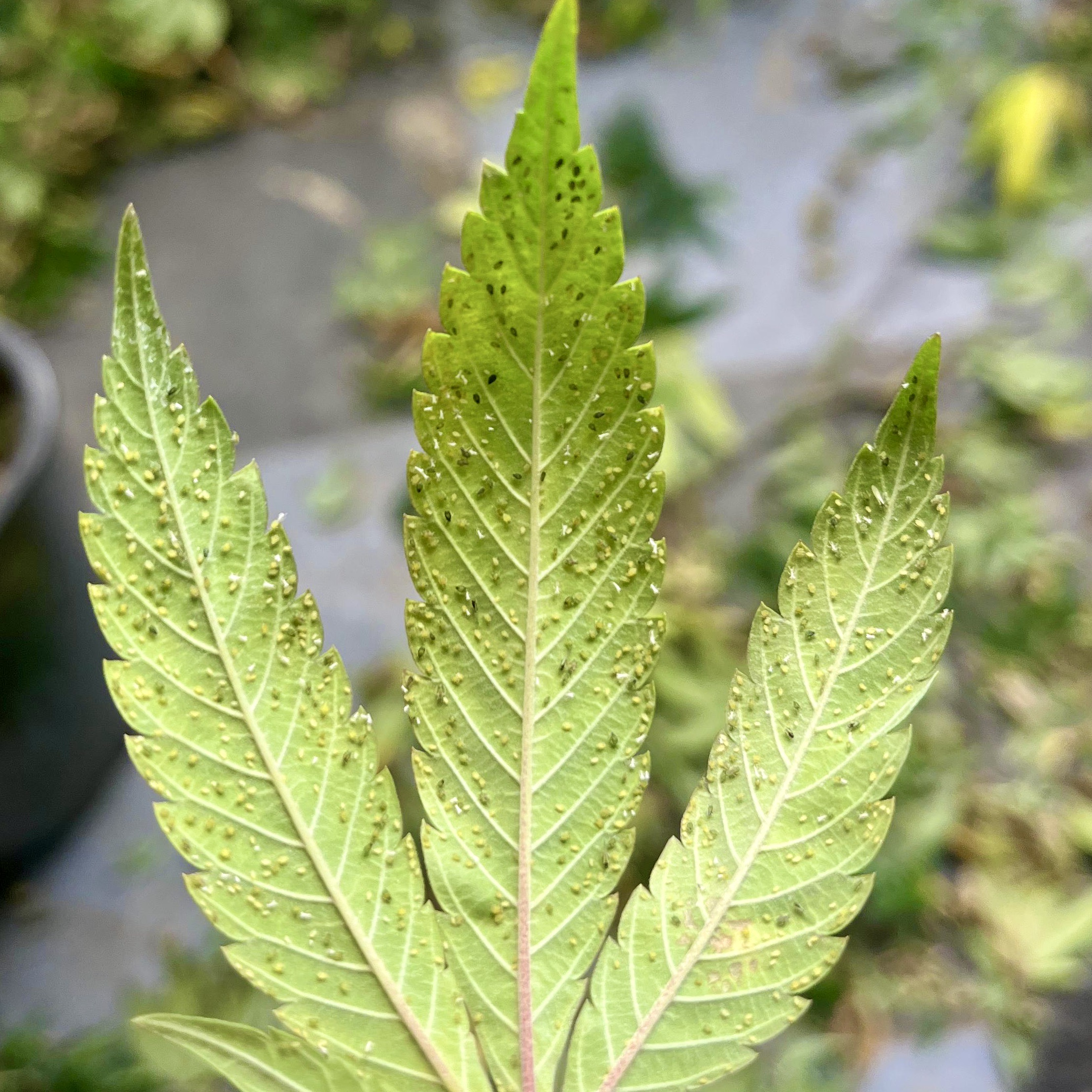 Cannabis Pests - Aphids