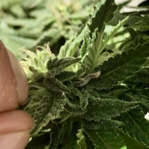 Cannabis Pests - Caterpillars