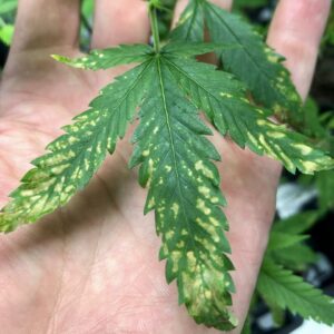 Cannabis Pests - Fungus Gnat Damage