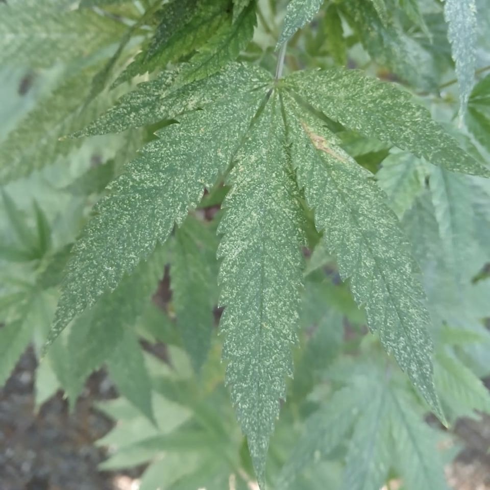 Cannabis Pests - Spider-Mites